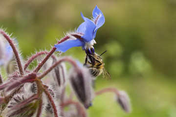 Borage plant with bee in the violet starflower. Green bokeh background
