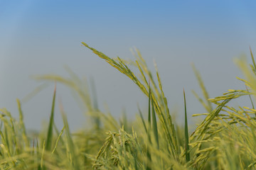 Rice spike in rice field in Thailand, Panicle rice