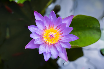 image of water lily or a lotus flower