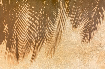 ombres de palmes sur mur crépi ocre 