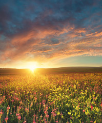 Field with flowers during sundown. Beautiful summer landscape