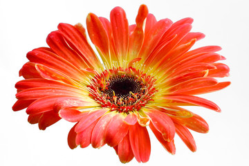 Orange gerbera flower