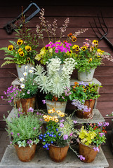 Fototapeta na wymiar Summer flowers and herbs in old metal pots on steps in front of a shed.