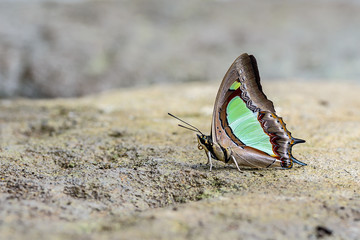 Beautiful The Common Nawab butterfly eat mineral in nature