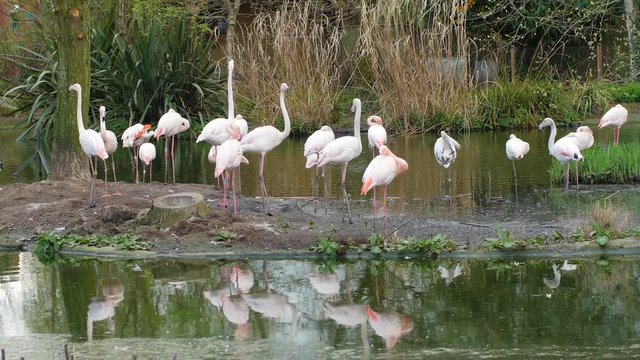 View of a group of pink flamingos on a pond