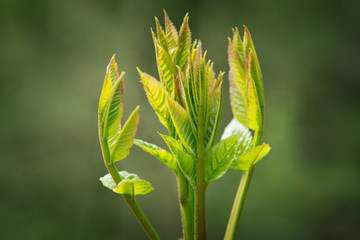 Holundertriebe im April