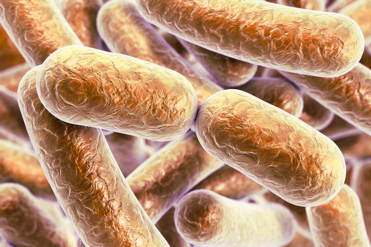 Bacterial infection. Rod-shaped bacteria, 3D illustration