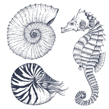 Nautilus Drawing Images – Browse 20,335 Stock Photos, Vectors, and Video |  Adobe Stock