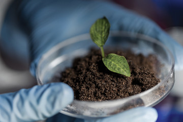 close up of hands with plant and soil in lab