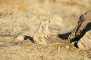 Black tailed prairie dog (Cynomys ludovicianus) watches from its burrow in soft afternoon light with a rock in the background