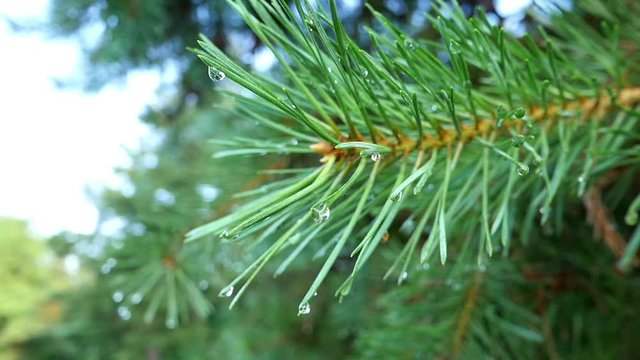 Fir branch with drops of morning dew on the needles closeup slow motion