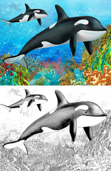 Obraz na płótnie Canvas The coral reef - killer whale - with coloring page