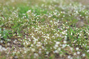 White wild flowers in spring