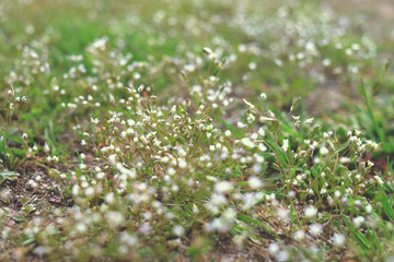 White wild flowers in spring