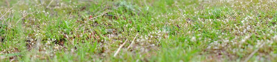 White wild flowers in spring