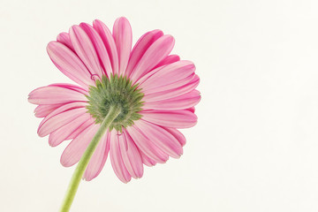 Pink gerber daisy on white