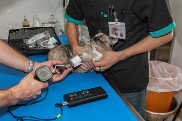 vétérinaire, hypertension artérielle chez le chat  et le chien est une maladie cardiovasculaire mesurer avec le tensiomètre.