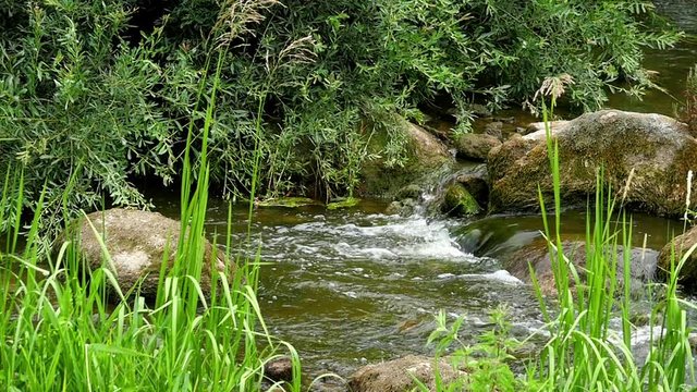 Landscape of the small river with stones and green reeds in summer day slow motion