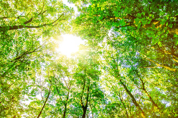 Baumgipfel im Sonnenschein