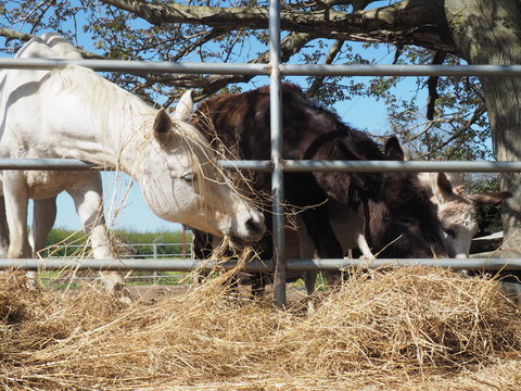 asino, cavallo e mulo