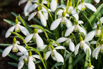 White spring flowers