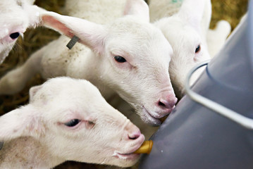 Naklejka premium Lambs drinking milk from bucket on farm