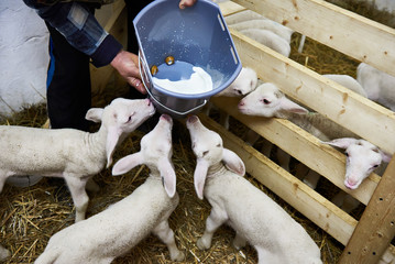 Lambs drinking milk from bucket on farm