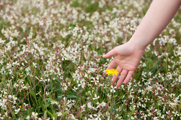 Hand picking a yellow flower