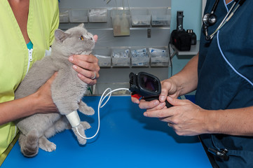 vétérinaire, hypertension artérielle chez le chat  et le chien est une maladie cardiovasculaire...