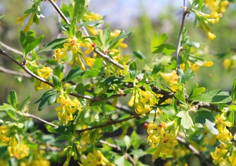 Yellow blossom of currant 