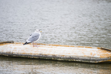 seagull standing in a public park