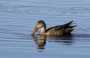 Female Northern Shoveler duck(Anas clypeata) swimming in a clear blue lake.