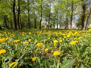 Obraz premium Meadow with many dandelions and deciduous trees