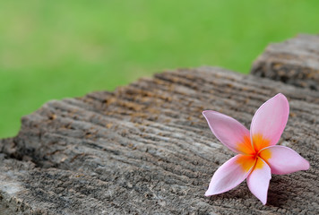 Tropical flowers frangipani on wood