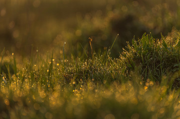 Fresh young grass in a early morning sun with golden bokeh