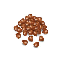 buckwheat grain. buckwheat vector illustration