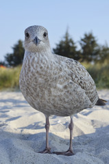 Möwe frontal am Strand