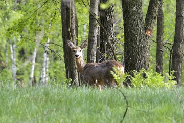 Acrylic prints Roe European roe deer female in beech forest