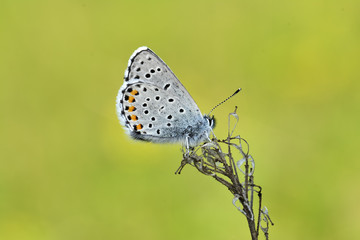 Obraz na płótnie Canvas Common Blue (Polyommatus icarus) butterfly on a wild flower