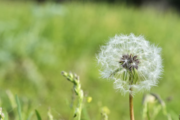 Common dandelion (Taraxacum officinale).