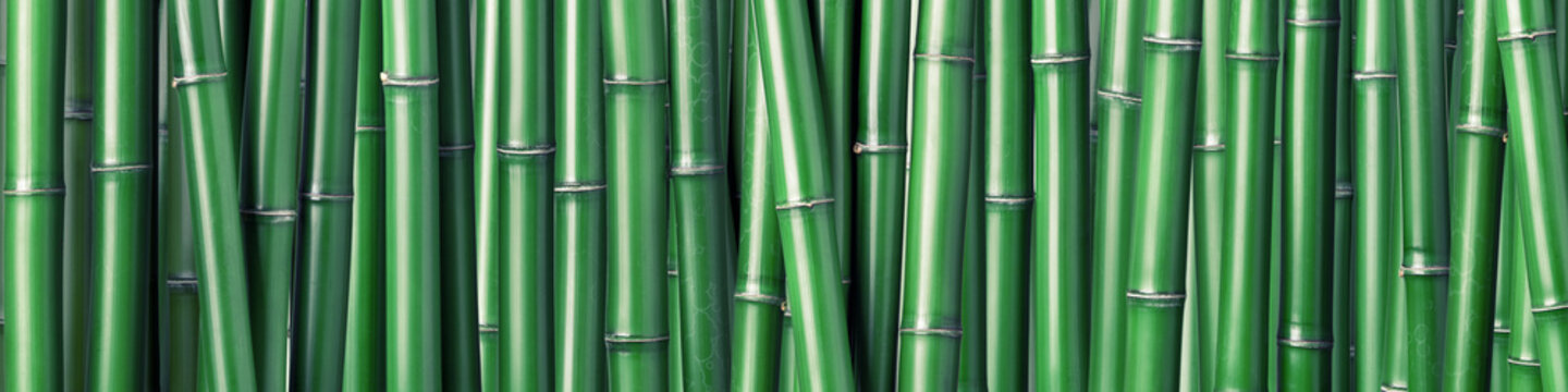 Green Bamboo Background