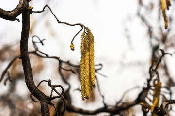 Betula pendula Youngii. Decorative birch Joungii 