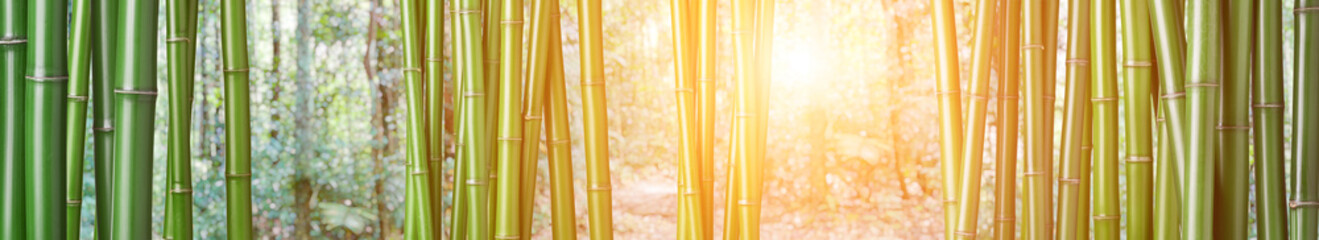 green bamboo background © tiero