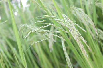 The crops are grown as a grain of gold