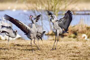 Obraz na płótnie Canvas Eurasian crane