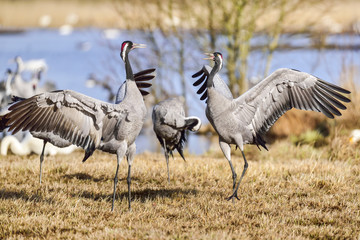 Eurasian crane