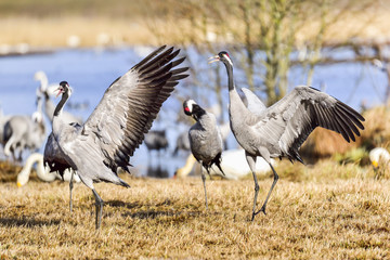 Eurasian crane