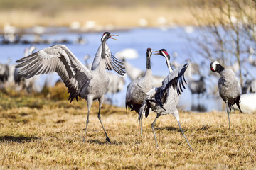 Eurasian crane