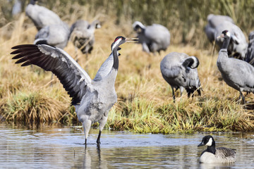 Eurasian crane