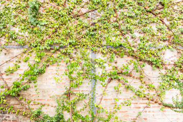 Vine Branch, Vine leaves on wall background